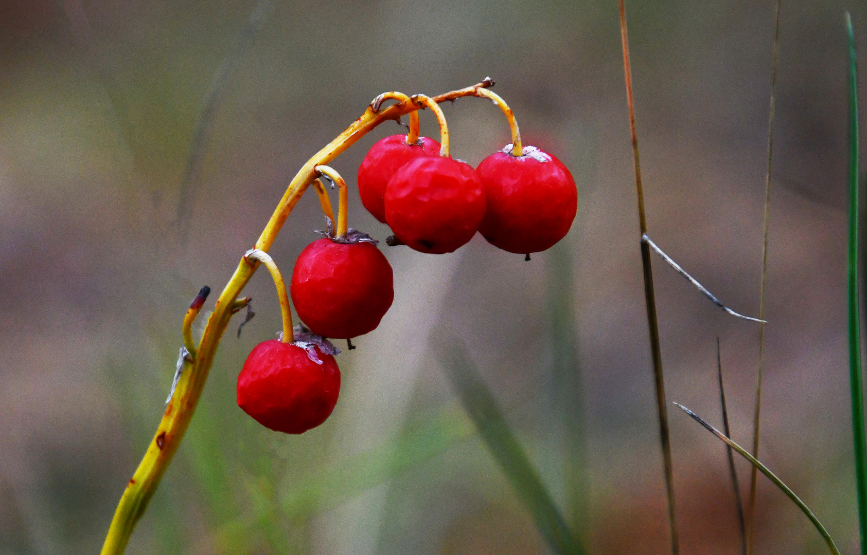 The berries of the lily of the valley