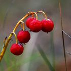The berries of the lily of the valley