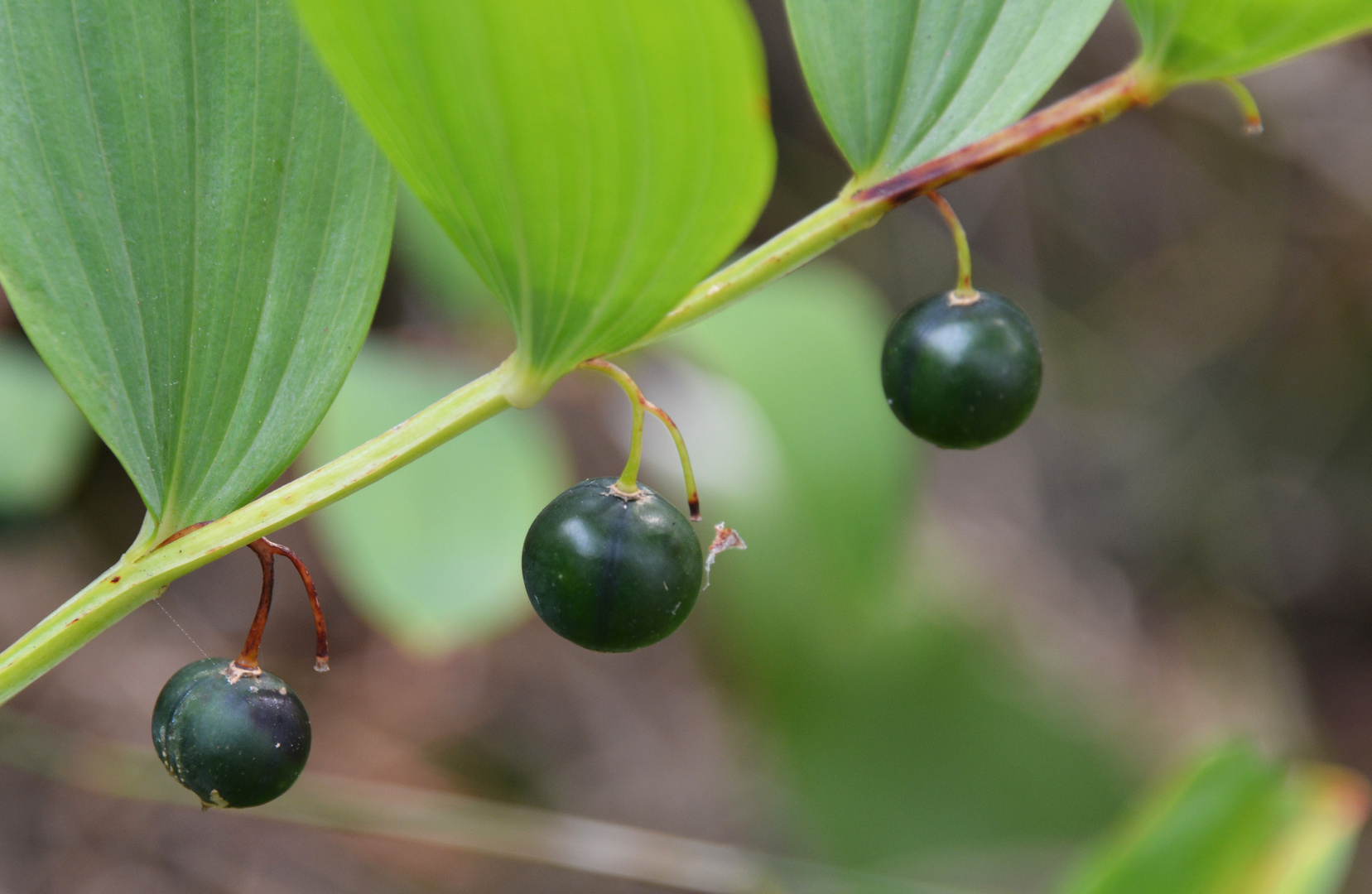 The berry of Polygonatum odoratum