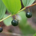 The berry of Polygonatum odoratum