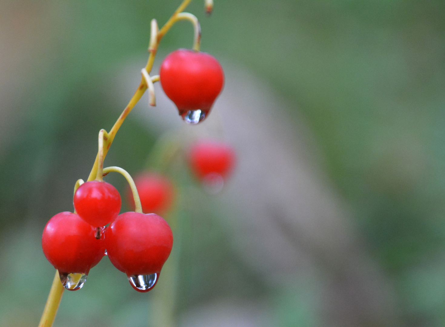 The berryes of Lili of valley