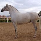 The best mare of Pure Spanish Bred