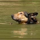 The best swimming dog2!