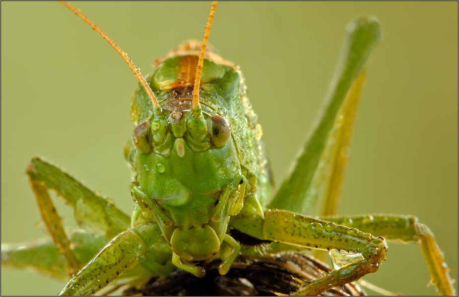 the big bad grasshopper