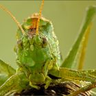 the big bad grasshopper