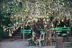 ... the big buddha of phuket: der glöckchenbaum zu fusse buddha's ...