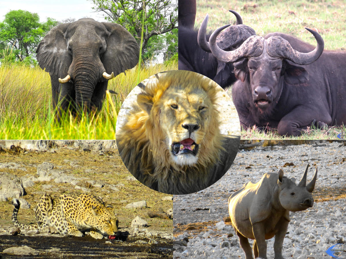 The big Five