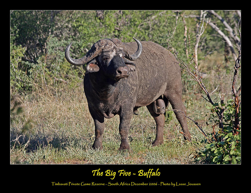 The Big Five - Buffalo