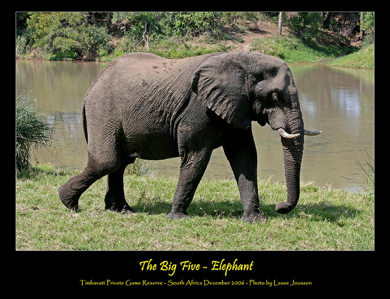 The Big Five - Elephant