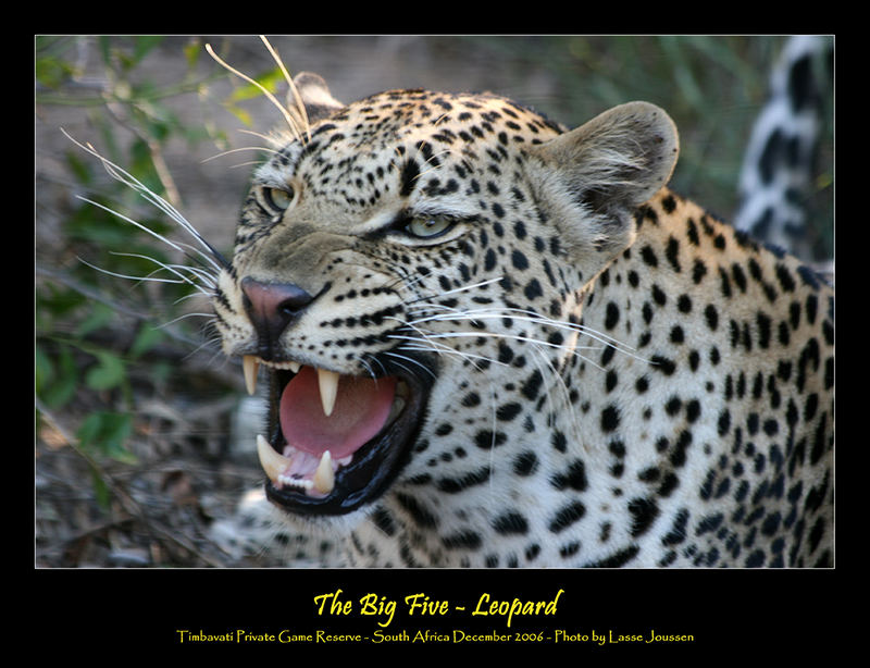 The Big Five - Leopard