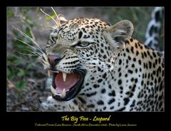 The Big Five - Leopard