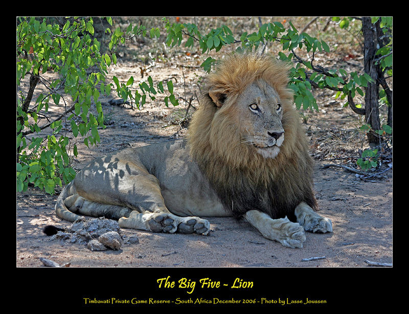 The Big Five - Lion