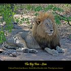 The Big Five - Lion