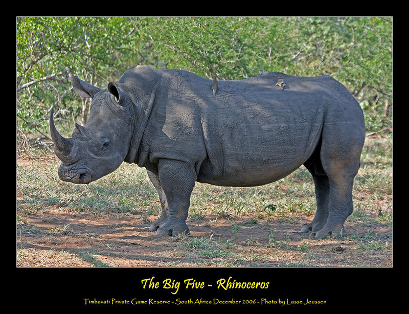 The Big Five - Rhinoceros