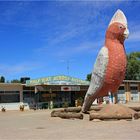 *** The big Galah / Half Way across Australia / Kimba SA ***