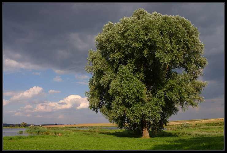 The Big Green Friend II