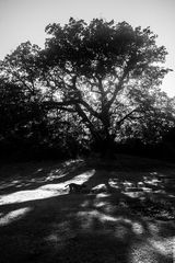 The big oak