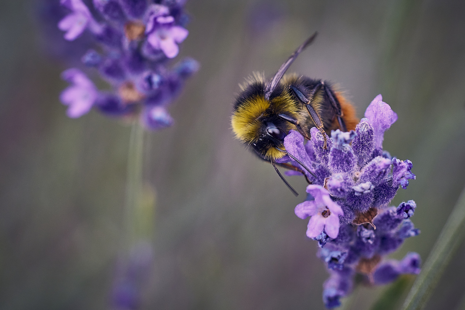 The big pollinator Bombus lapidarius