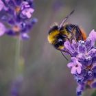 The big pollinator Bombus lapidarius