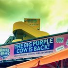 The Big Purple Cow Is Back