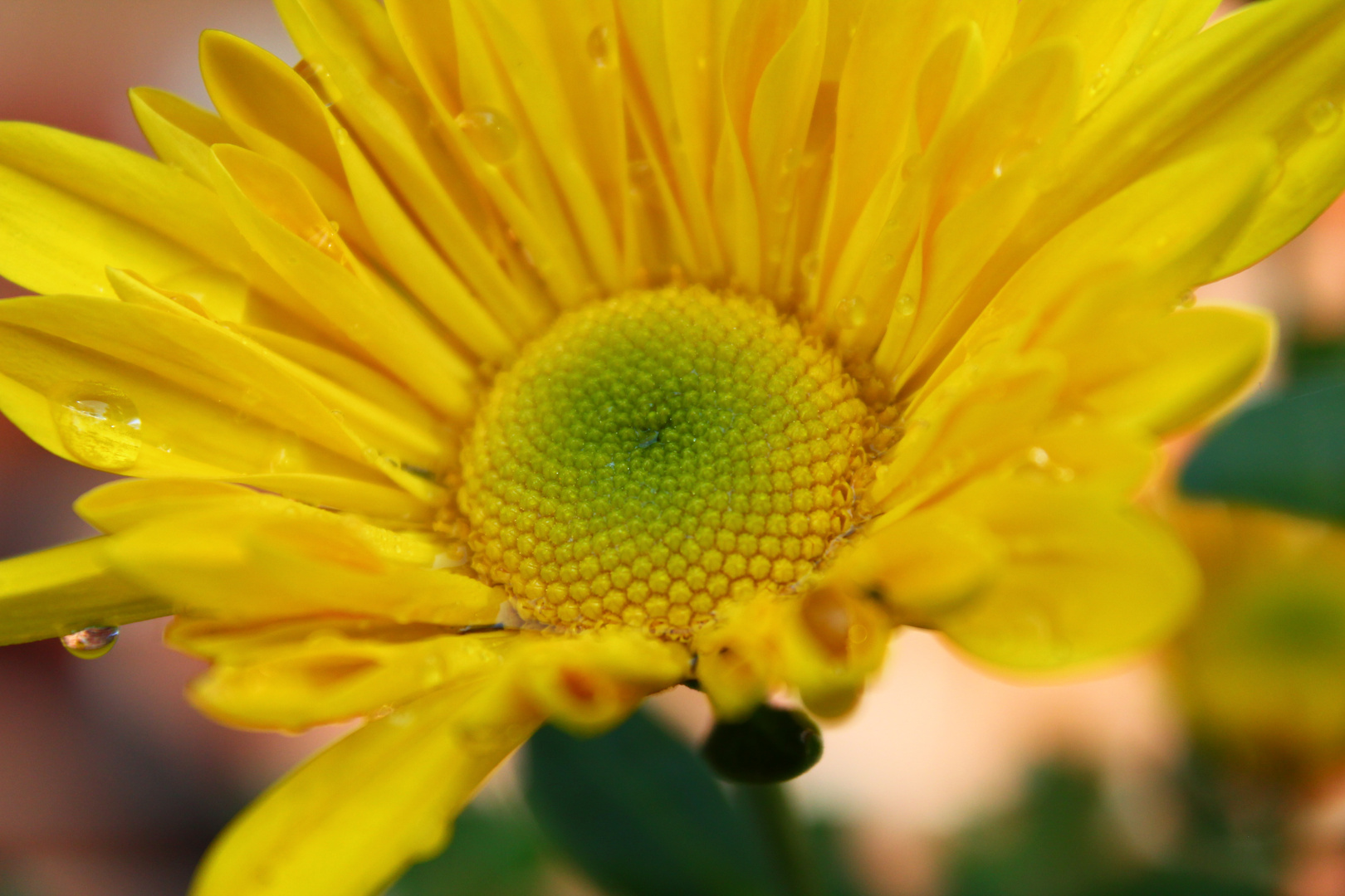 The Big Yellow Flower