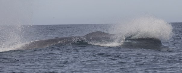 The bigest one... blue whale