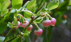 The bilberries are ripe