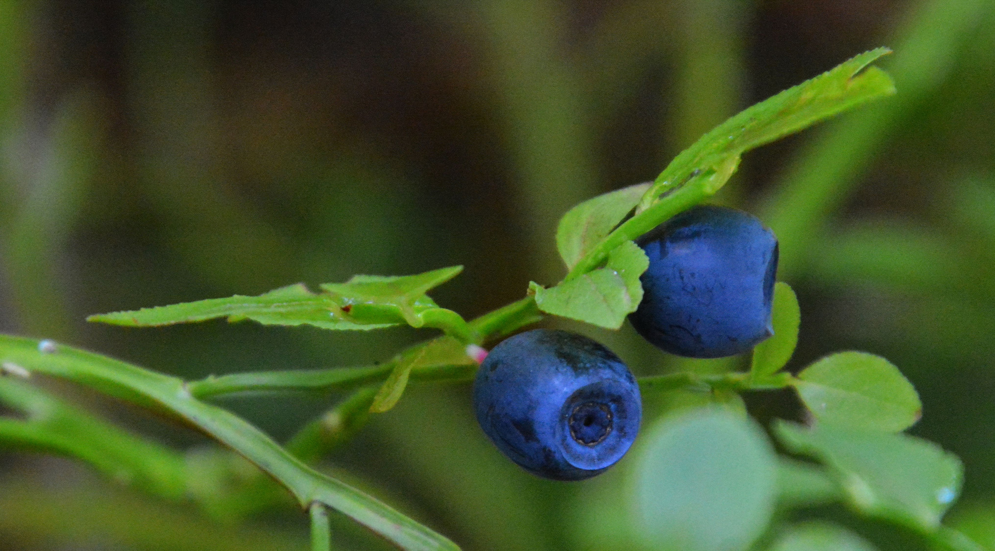 The bilberry