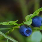 The bilberry