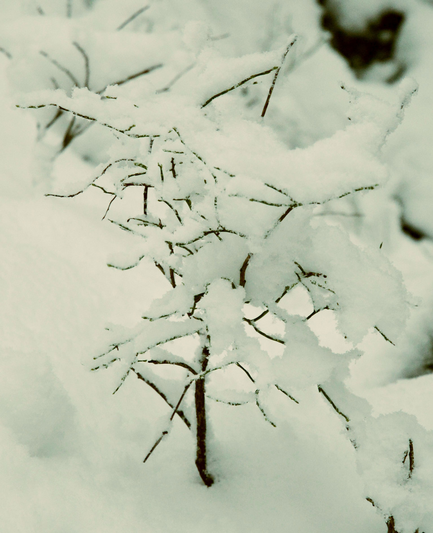 The bilberry bush under snow