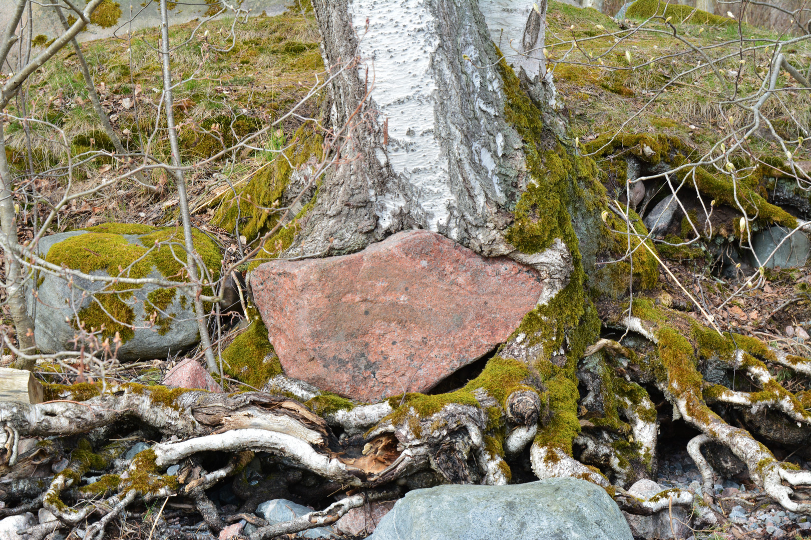 The birch around the stone