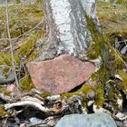 The birch around the stone