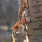 The birch bark on ageinst the light