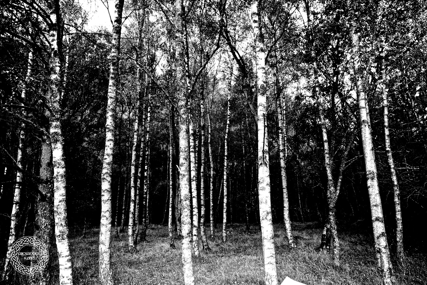 the birches of Loch Katrine