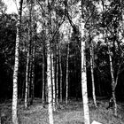 the birches of Loch Katrine