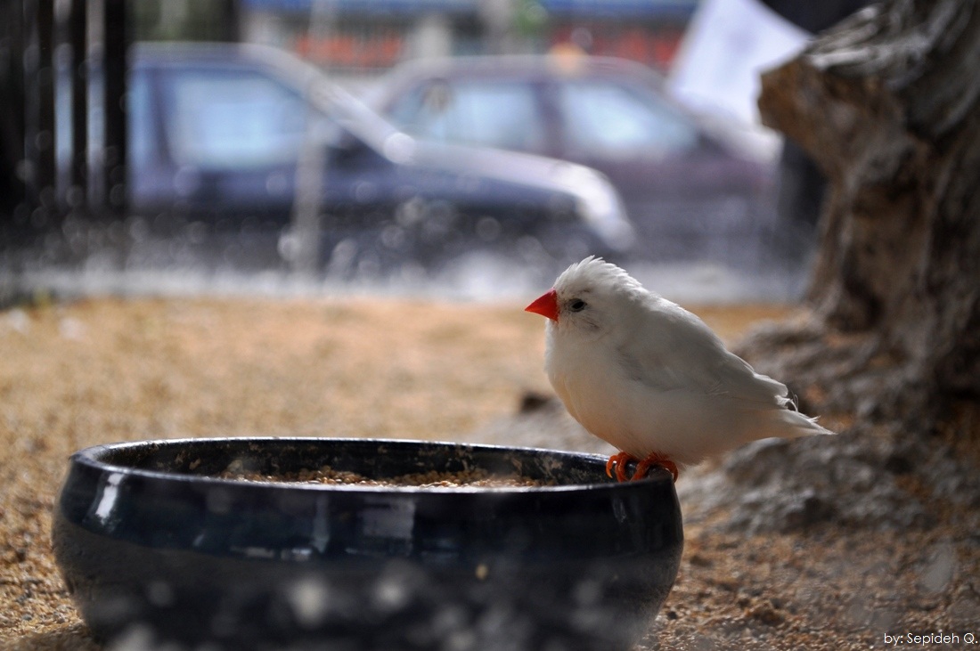 The Bird Knows ...