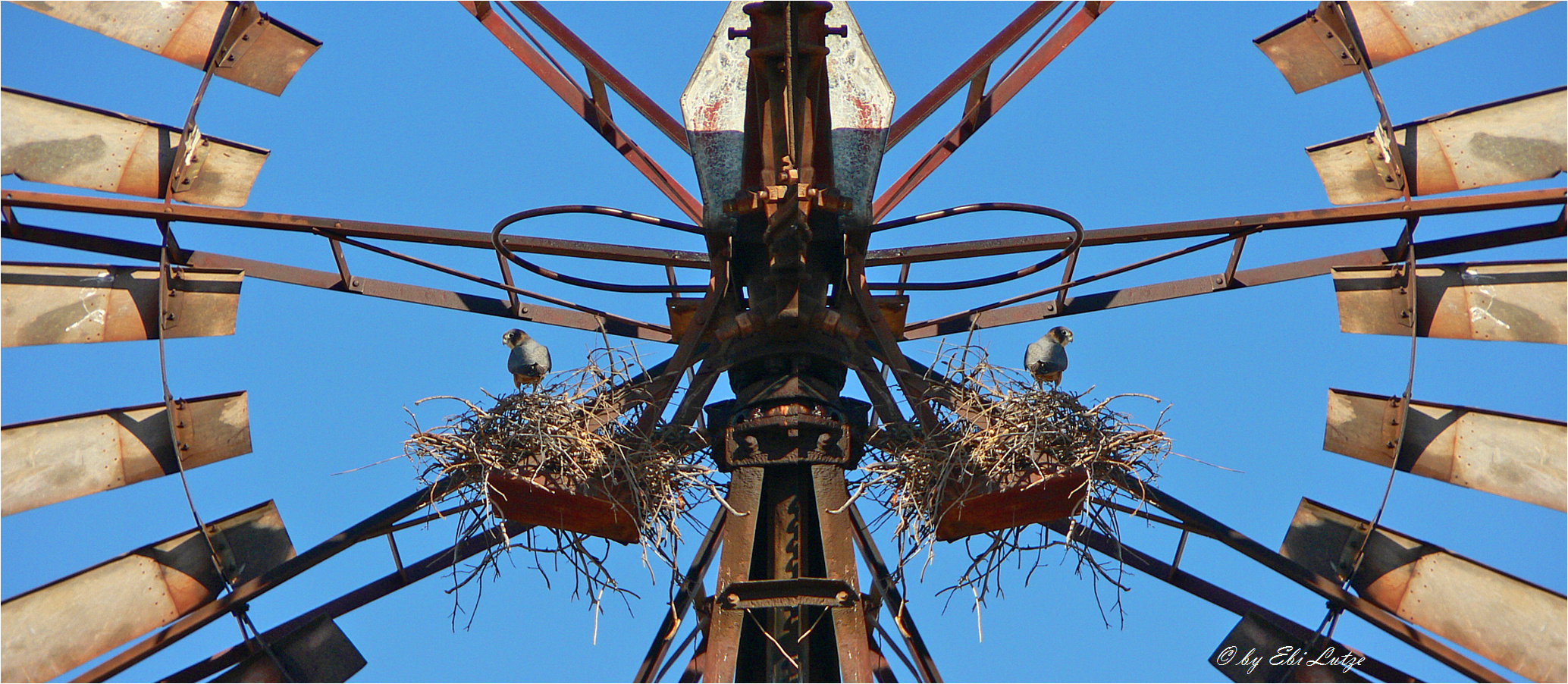 ** The Bird likes the go around of a Wind Pump **