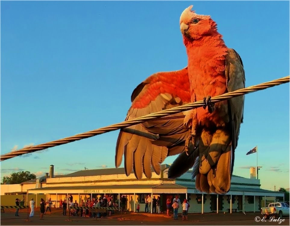 *** The Bird of Birdsville at the Birdsville Cup ***