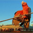 *** The Bird of Birdsville at the Birdsville Cup ***