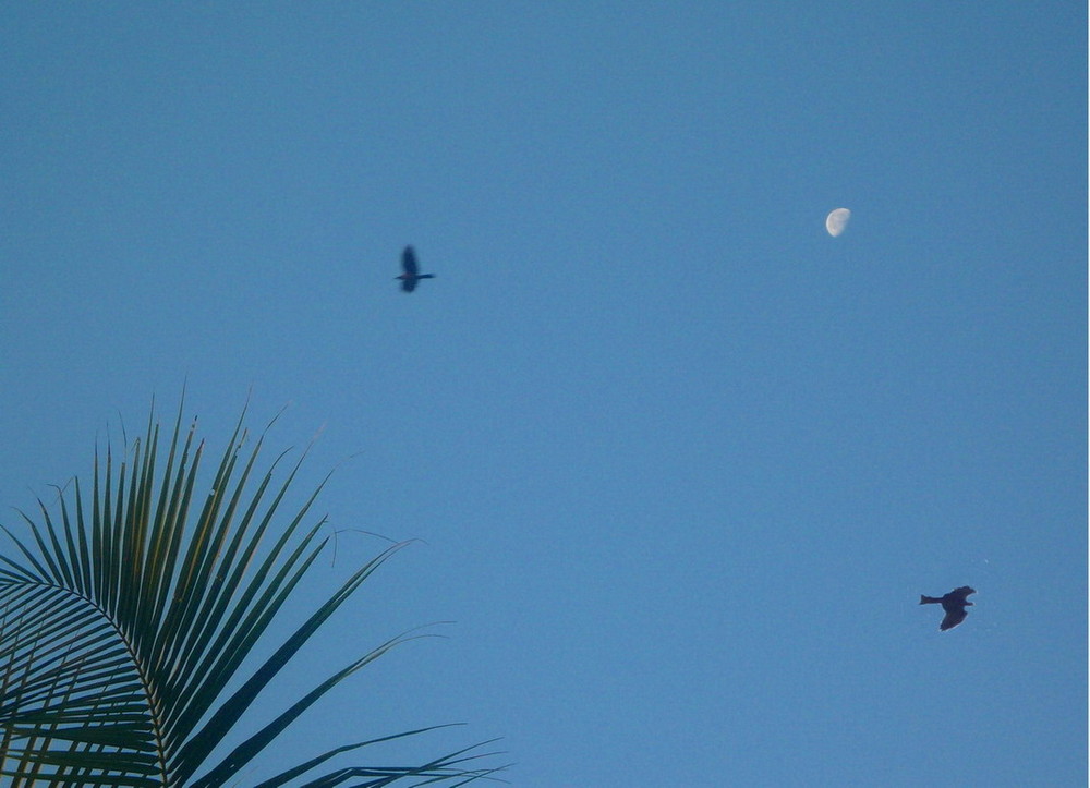 THE BIRDS AND THE MOON