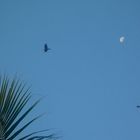 THE BIRDS AND THE MOON