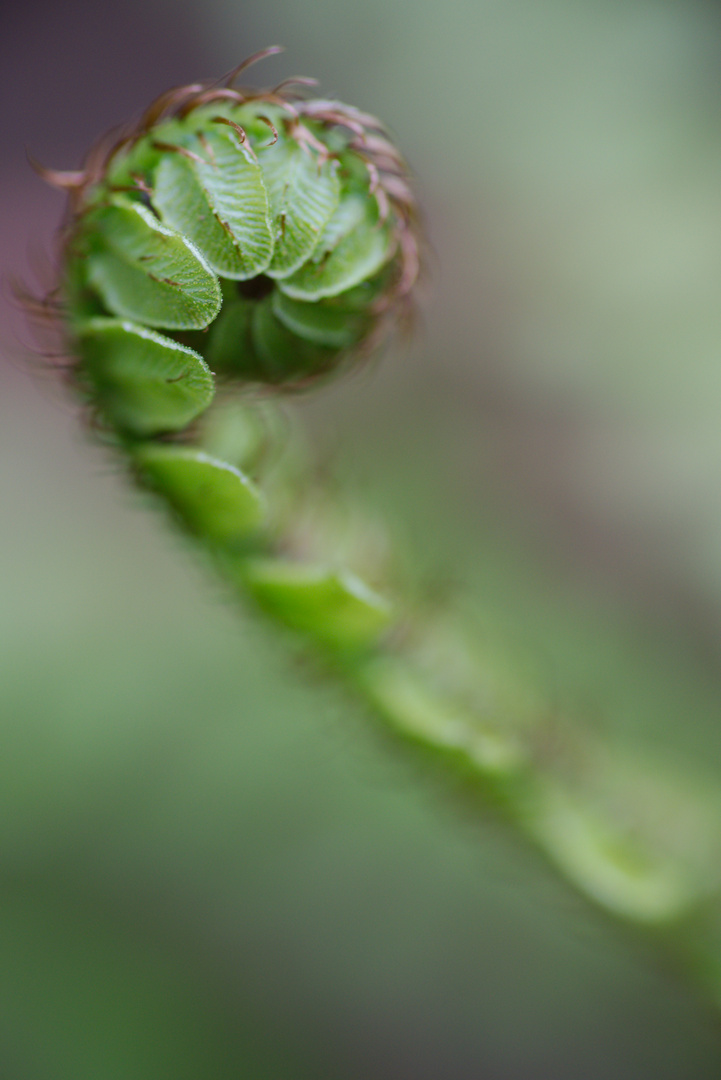 the birth of a fern leaf