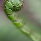 the birth of a fern leaf