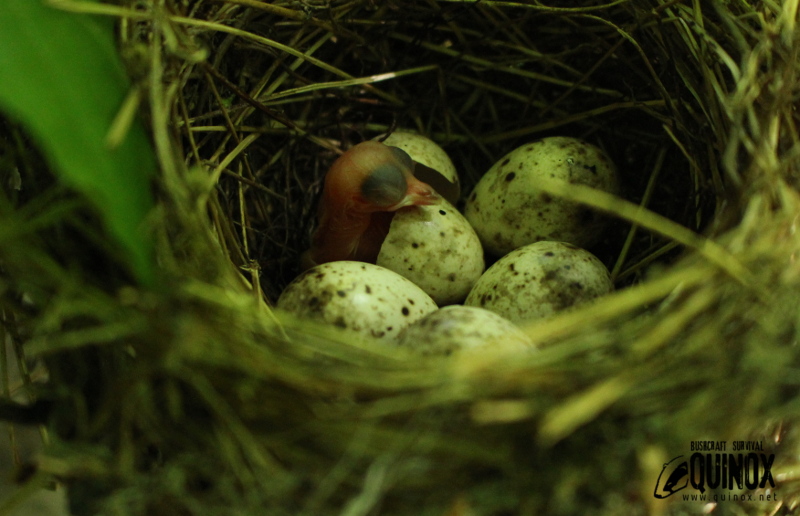 The birth of garden warbler (silvia borin).