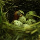The birth of garden warbler (silvia borin).