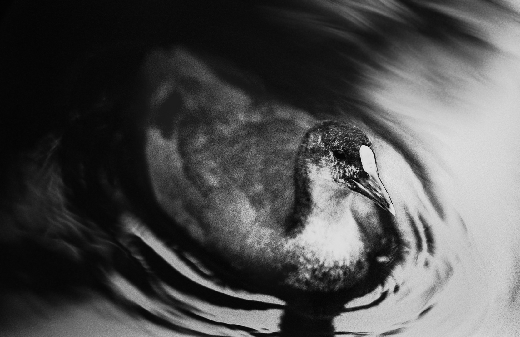 The black and white Duck