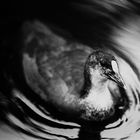 The black and white Duck