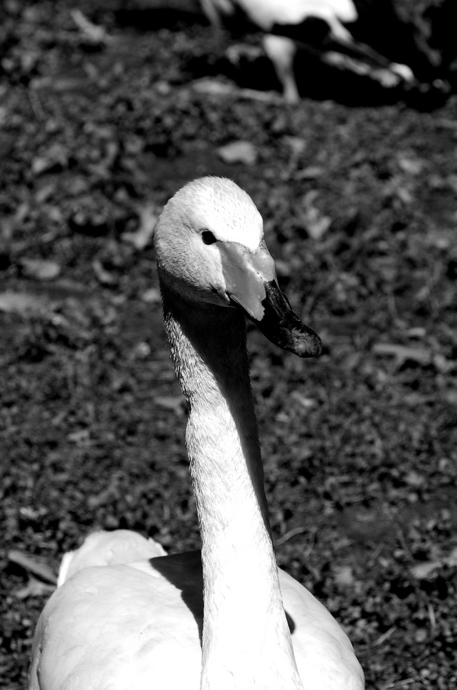 The Black and white swan