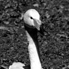 The Black and white swan