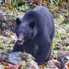 The Black Bear